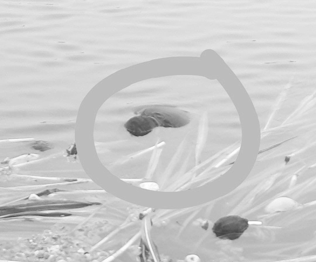 मानसरोवर तालाब में उतराया मिला अधेड़ का शव, पहचान का प्रयास कर रही अलीनगर पुलिस