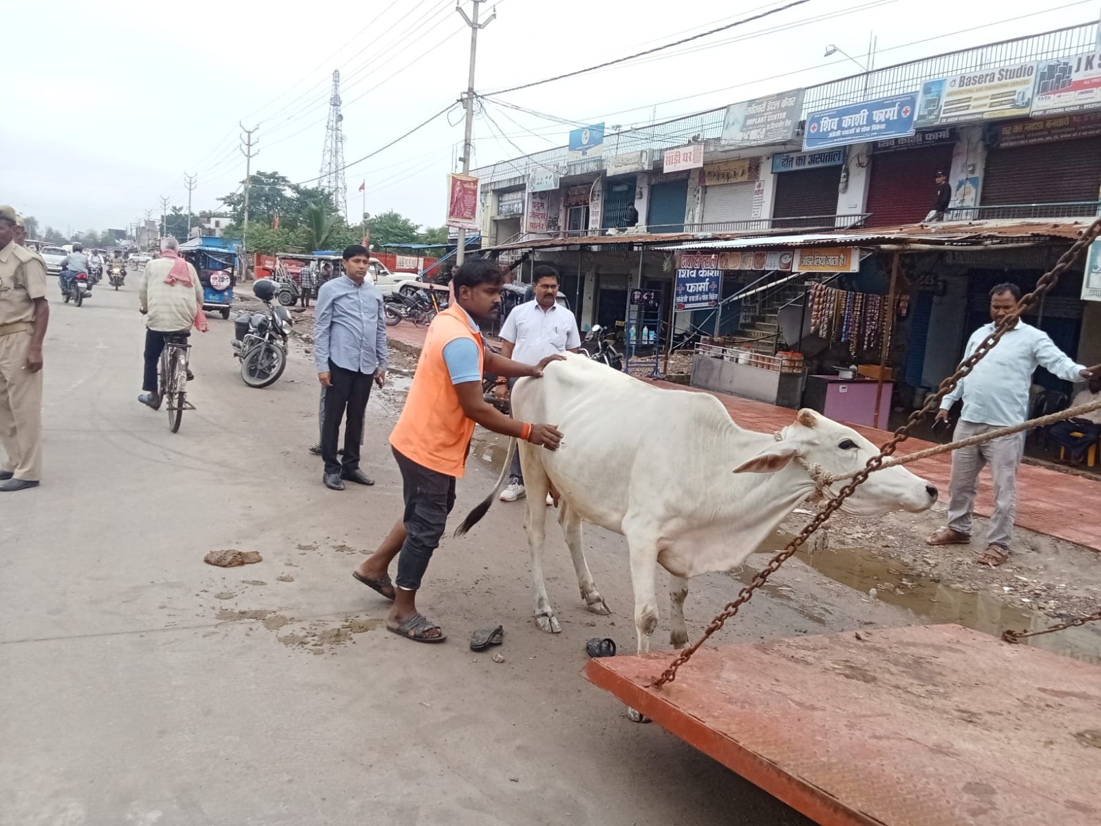 खबर का असर: आवारा पशुओं के खिलाफ मुग़लसराय नगर में चला अभियान, 13 पशुओं को पकड़ कर भेजा गया गौशाला