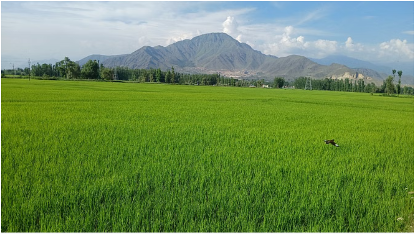 चंदौली में लगातार बारिश से धान की फसलों को मिल रही संजीवनी