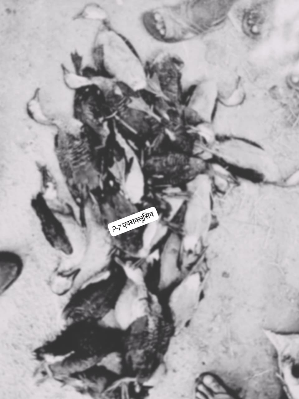 पोखरे से विदेशी पक्षियों का शिकार करने वाले शिकारी को ग्रामीणों ने पकड़ा: डायल 112 को दी सूचना, शिकारी सहित मृत पक्षियों को कोतवाली ले गई पुलिस