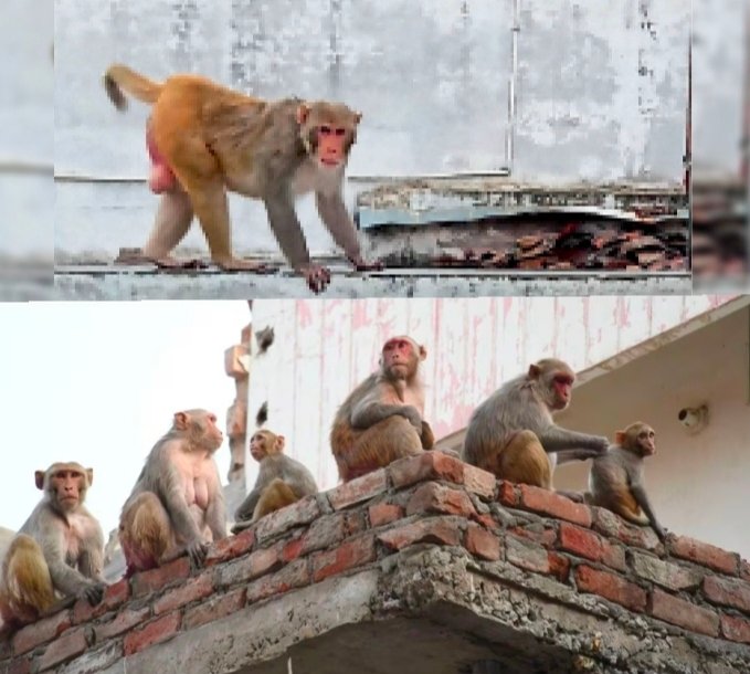 चंदौली में बंदरों का आतंक: बंदरों के हमले से बचने के दौरान छत से गिरा युवक, ट्रामा सेंटर में इलाज के दौरान हुई मौत