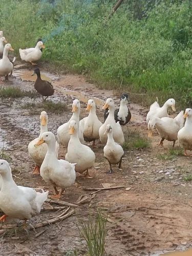 चंदौली में 45 बतखों की मौत: बगुला पकड़ने क़े लिए रेलवे लाइन किनारे केमिकल लगी मछलियां खाने से 45 बतख मरी, पुलिस जांच में जुटी