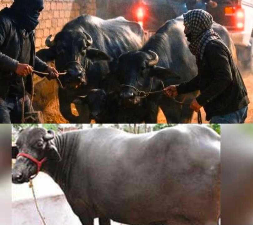 मवई-पचफेड़वा रिंग रोड बना ‘चोरों का कॉरिडोर: चंदौली में पशुपालकों की बढ़ी चिंता, एक साल में दर्जनों वारदातें ताजा घटना में दुधारू भैंसें खूंटे से खोल ले गए चोर. P-7 न्यूज पर पढ़ें खास रिपोर्ट