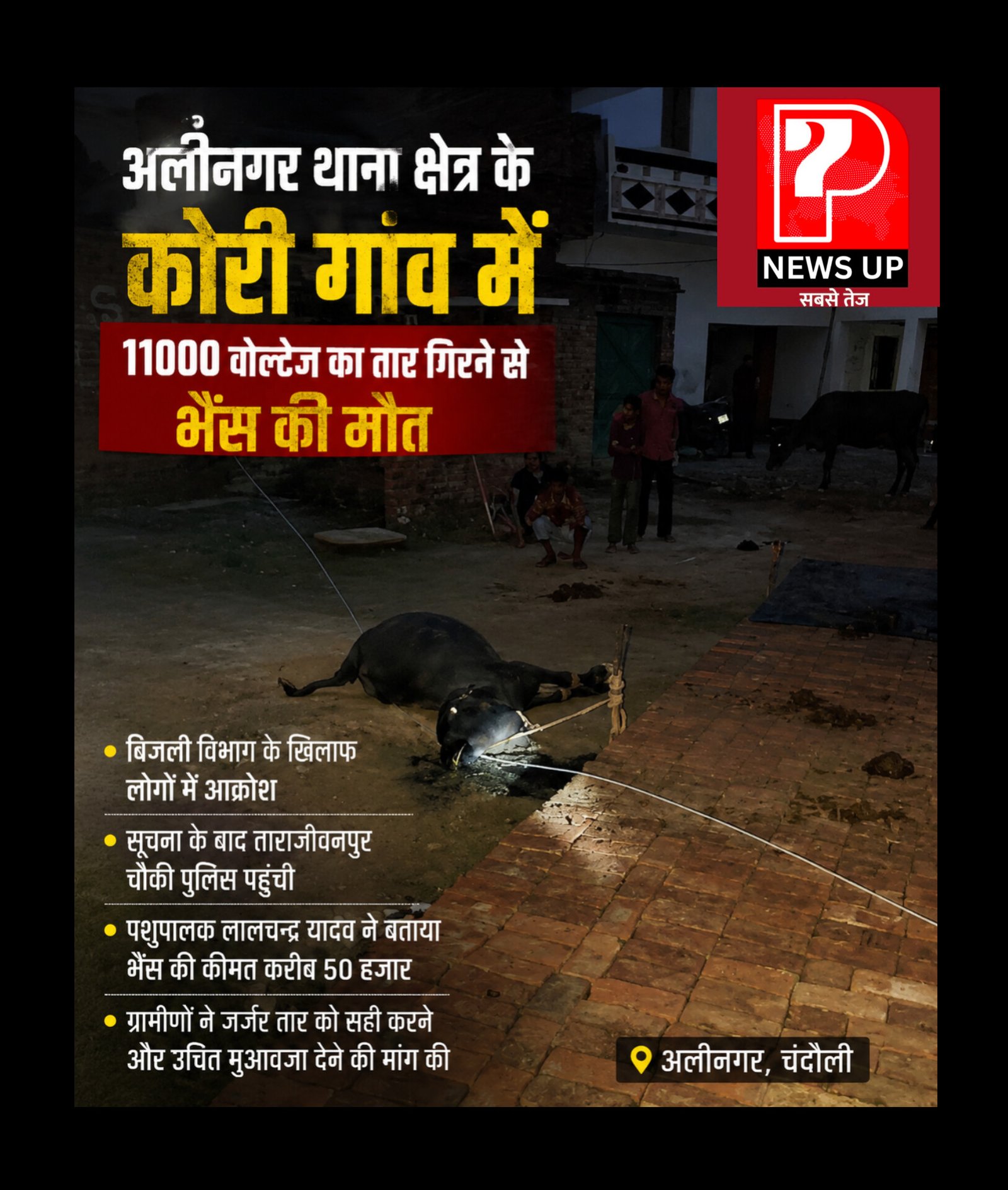 Chandauli News: अलीनगर के कोरी गांव में 11 हजार वोल्ट का तार गिरने से भैंस की मौत, ग्रामीणों में आक्रोश